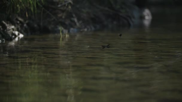 两只蓝蜻蜓在河上飞翔 — 图库视频影像