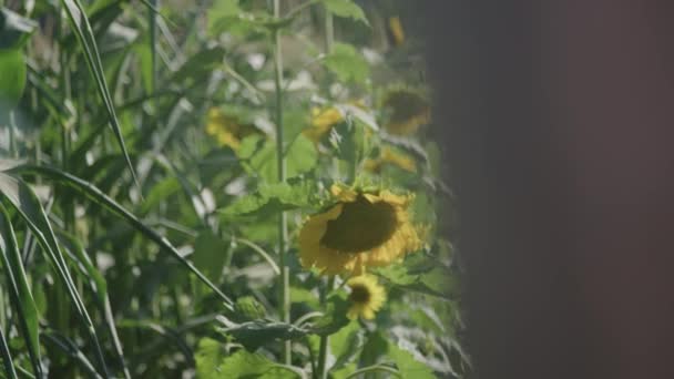Sonnenblumenfeld Kamera Bewegt Sich Hinter Dem Zaun — Stockvideo