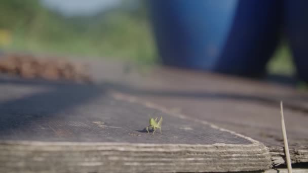 Grasshopper Salta Fuori Dal Telaio — Video Stock