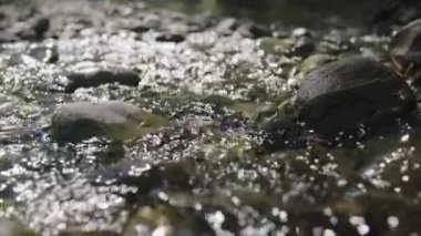 Yavaş açık nehir akarsu. 