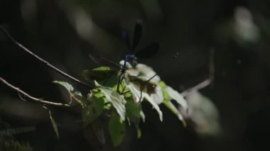 İki yusufçuk bir dalda çiftleşme.   