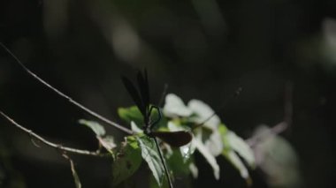 İki yusufçuk bir dalda çiftleşme. 