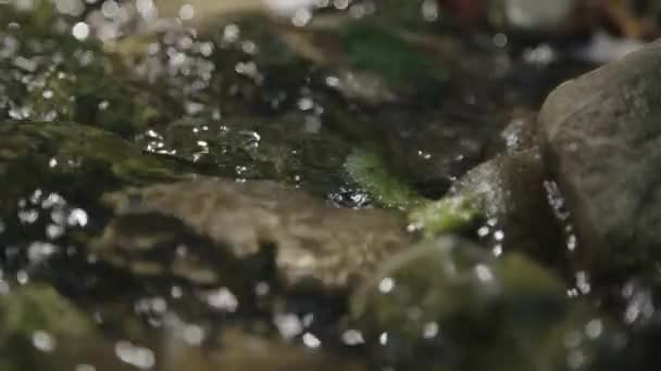 Langsamer Flusslauf Hautnah Mit Moos — Stockvideo