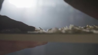 Adam talaş ile tahta üzerinde tutuyor. 