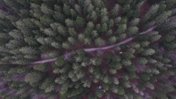Vida Aérea Del Bosque Coníferas — Vídeo de stock
