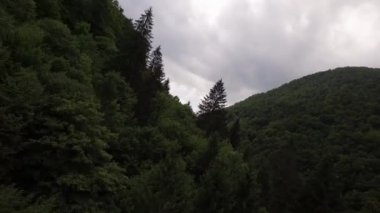 Bir orman ve yeşil Nehri havadan görünümü. 