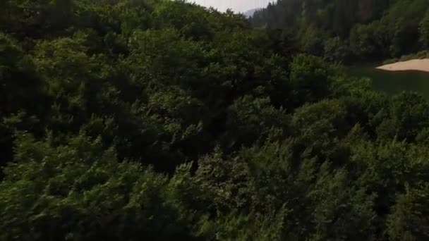 Veduta Aerea Fiume Verde Con Foresta — Video Stock