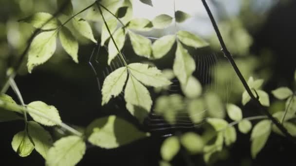 Petite toile d'araignée entre feuilles vertes . 