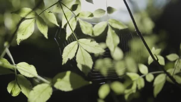 Petite Toile Araignée Entre Feuilles Vertes — Video