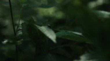 Yeşil yaprak üzerinde dinlenme üstünde küçük sinek.