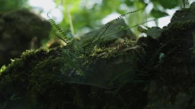 Rock ve bitkiler üzerinde asılı örümcek ağı.  