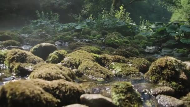 Fluxo Rio Baixo Árvore Verão — Vídeo de Stock