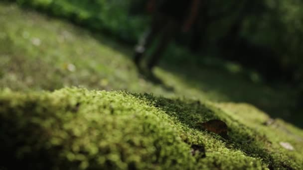 Escadas Pedra Musgosa Natureza — Vídeo de Stock