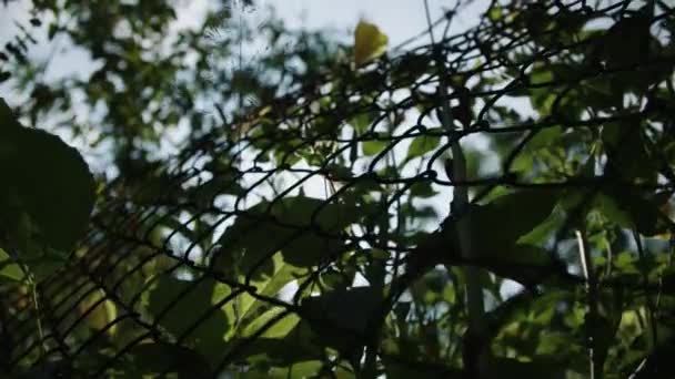 Fleur Jaune Poussant Sur Clôture — Video