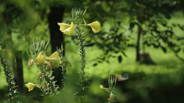 Belle Fleur Jaune Sur Terrain — Video