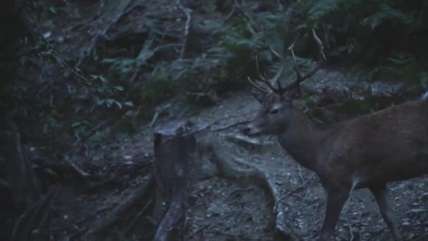 夜の時間の鹿 — ストック動画