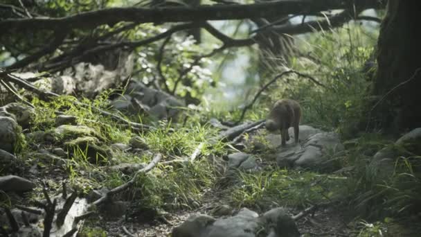 Wild Fox Haar Omgeving Natuur — Stockvideo