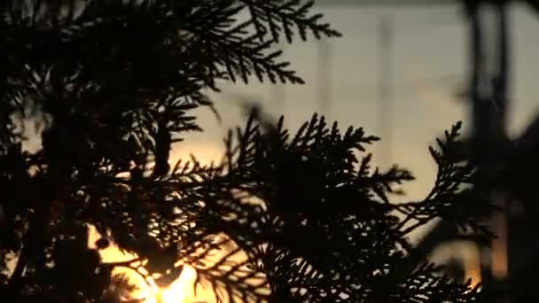 Silhouette Una Ragazza Nel Parco Adrenalinico — Video Stock