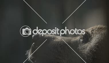 Boz ayı Başkanı yakın çekim.