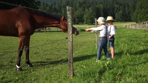 Dwóch Małych Chłopców Karmienia Konia Trawy — Wideo stockowe