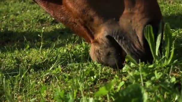茶色の馬が草を食べるをクローズ アップ — ストック動画