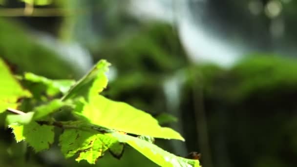 美丽的绿色瀑布与青苔 — 图库视频影像