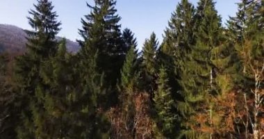 Renkli orman ve çayır Arial görünümünü.