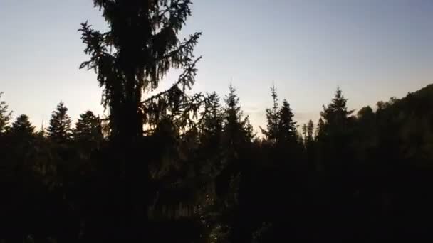 Pôr Sol Brilhando Através Árvore Seguida Acima Floresta — Vídeo de Stock