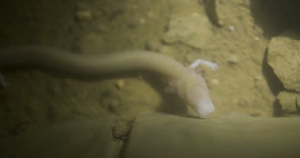 Ανθρώπινο Ψάρι Μια Σπηλιά — Αρχείο Βίντεο