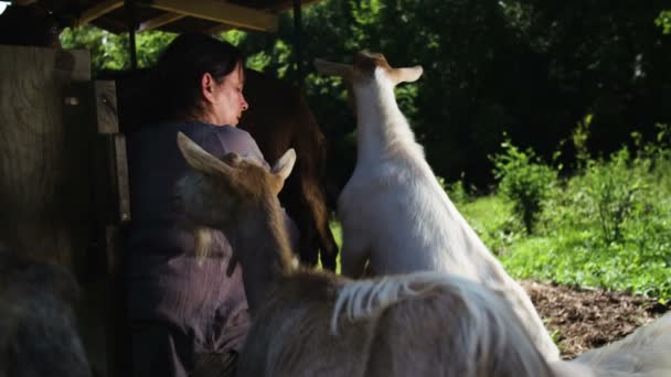 一个女人在挤一只山羊 — 图库视频影像