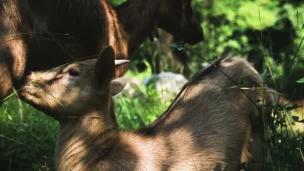 Bebé Cabra Está Bebiendo Leche — Vídeos de Stock