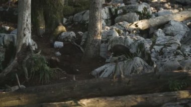  Kayaların üzerinde atlama kayın sansar.