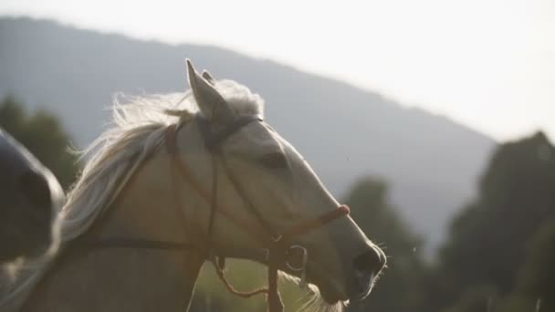 Binicilik Horses Yakın Çekim — Stok video