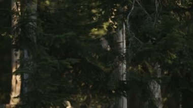 Bir ağaç dalı üzerinde kuş duran.