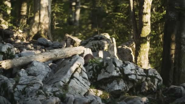 Martas Haya Sobre Rocas — Vídeo de stock