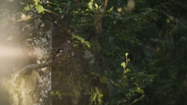 鸟儿飞翔在树枝上 — 图库视频影像