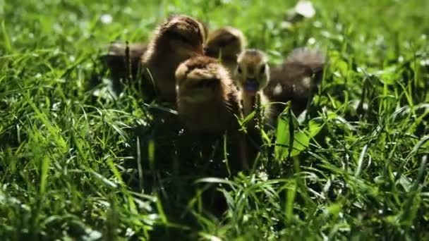 Close Baby Ducks Chickens — Stock Video