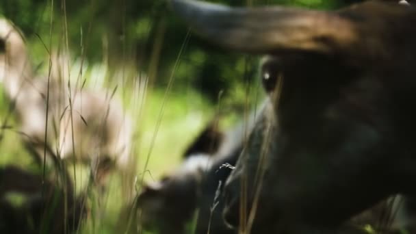 Zamknąć Kozy Jedzą Trawę — Wideo stockowe