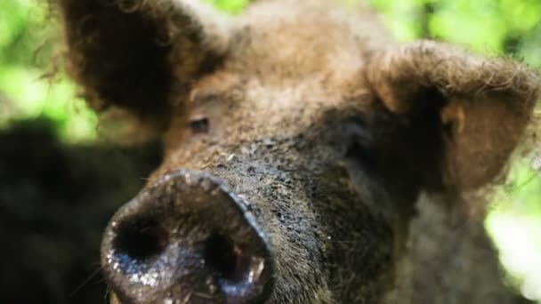 Acercamiento Los Cerdos Nariz Ojos — Vídeos de Stock