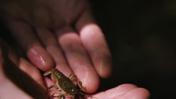 Primer Plano Sobre Cangrejo Río Piedra Por Mano — Vídeo de stock