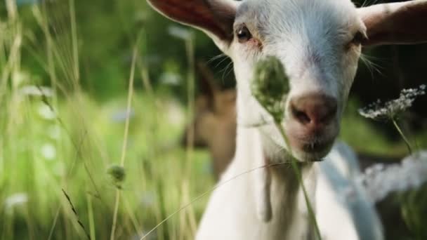 Gros Plan Sur Chèvre Blanche — Video