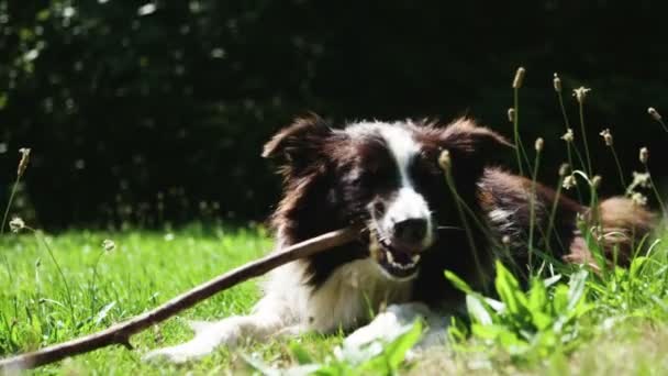 Hond Bijten Een Stok — Stockvideo