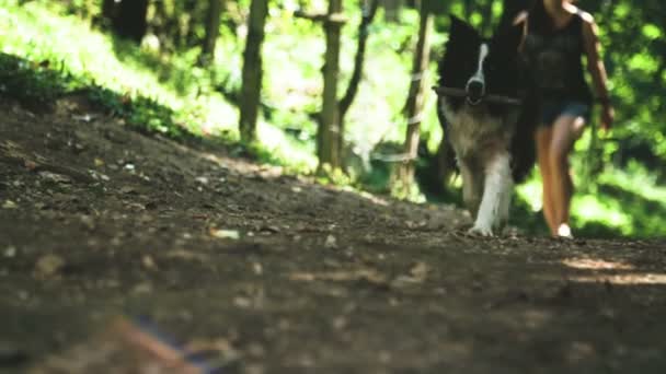 Hund Bringt Stock Mit — Stockvideo