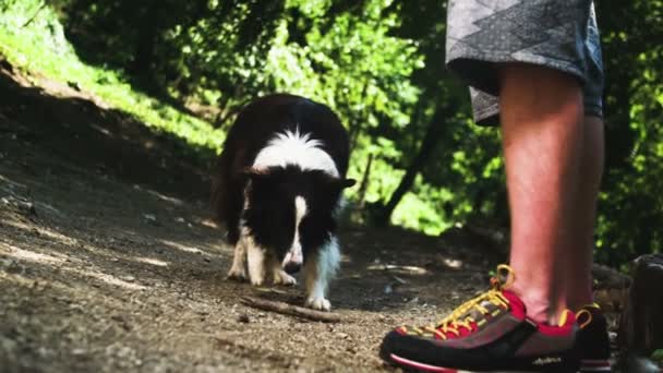 Cão Está Deixando Cair Uma Vara Madeira Para Jogar Buscar — Vídeo de Stock