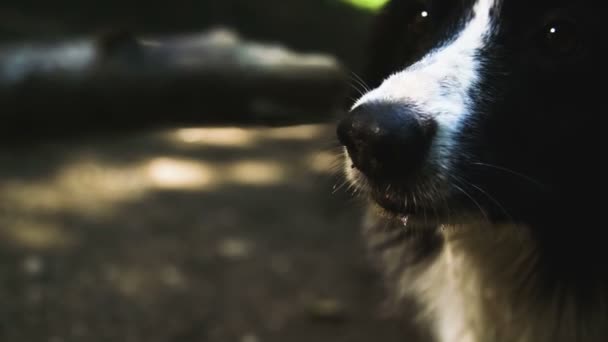 Chien attend qu'un bâton soit jeté .