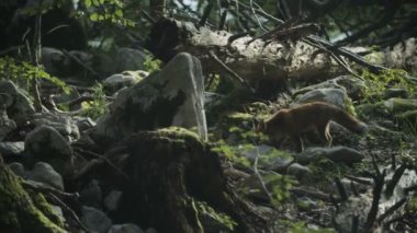 Tilki ormanda yiyecek arıyor