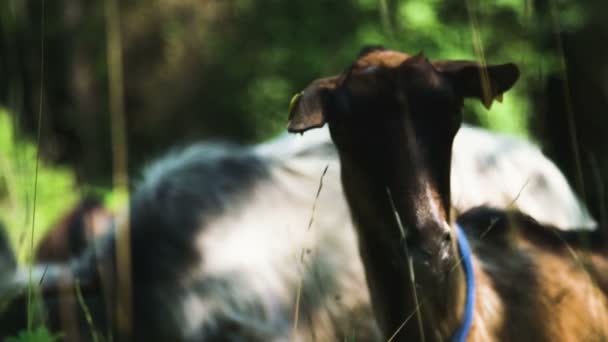 Capra Sta Fissando Una Macchina Fotografica — Video Stock