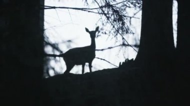 Karaca siluet ormanda .