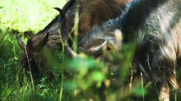 Cabras Comendo Grama Prado — Vídeo de Stock