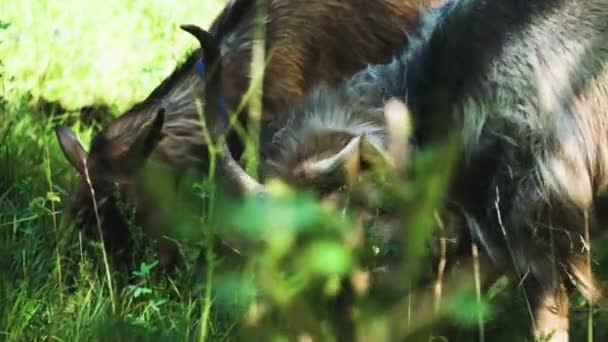 Getter Äter Gräs Ängen — Stockvideo